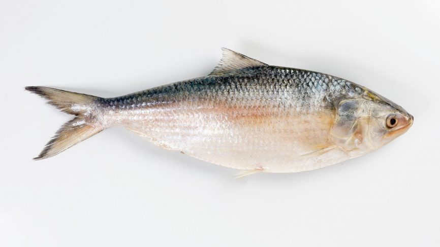 Hilsha Fish Whole (1kg up)